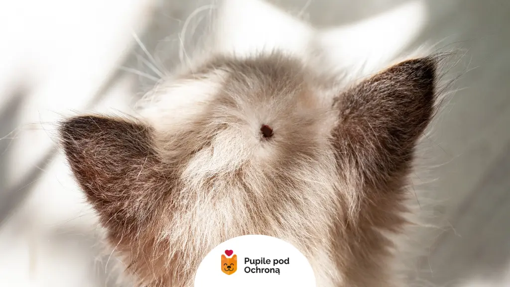 Objawy chorób odkleszczowych u kotów – kot z kleszczem przyczepionym do skóry.