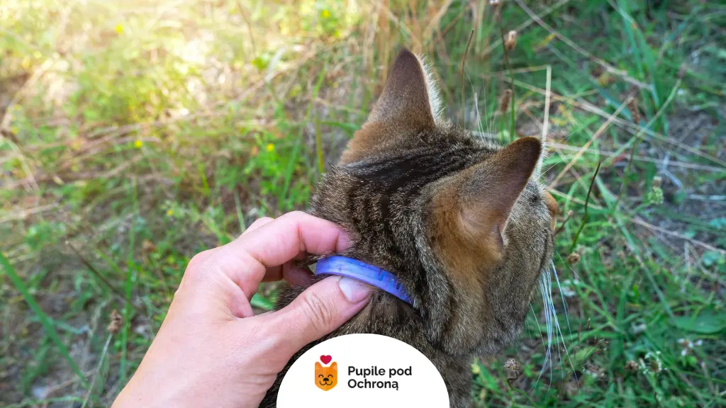 Zdjęcie kota na trawie – objawy chorób odkleszczowych u kotów mogą wystąpić nawet po krótkim kontakcie z kleszczem.