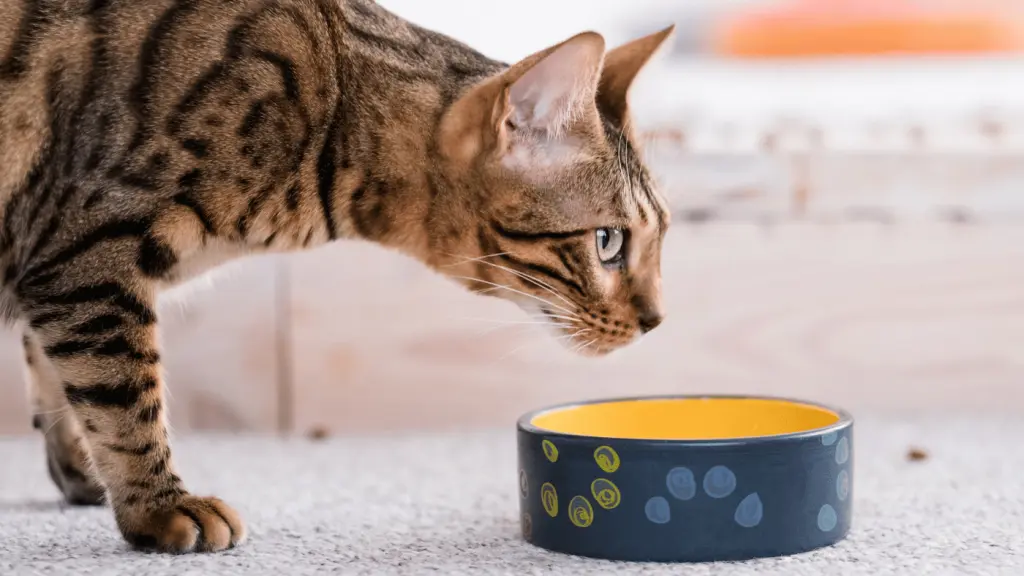 kot stoi przy misce i patrzy wprzód