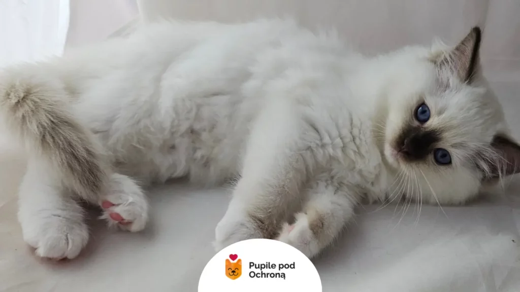 Apatyczny biały kot wykazujący pierwsze objawy anaplazmozy u kota