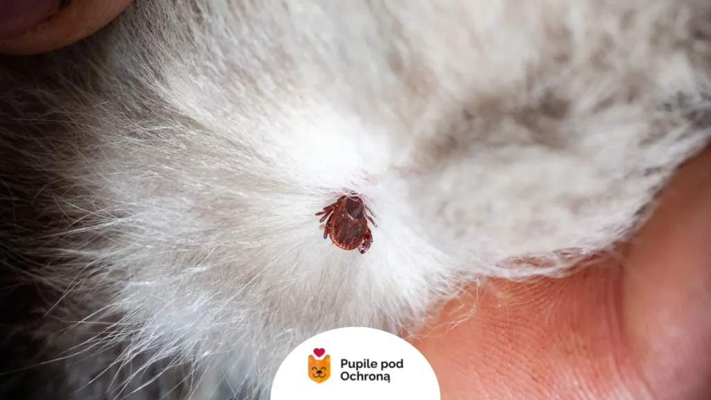 Kleszcz ukryty w jasnej sierści, przenoszący niebezpieczną cytaukszoonozę u kota.