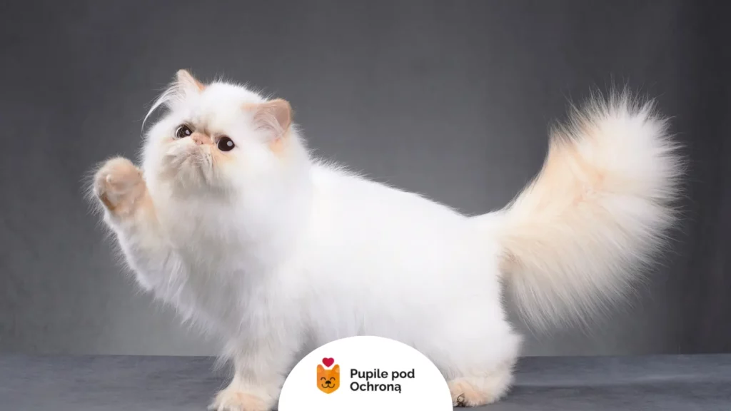 Biały kot domowy narażony na zachorowanie na cytaukszoonozę u kota.
