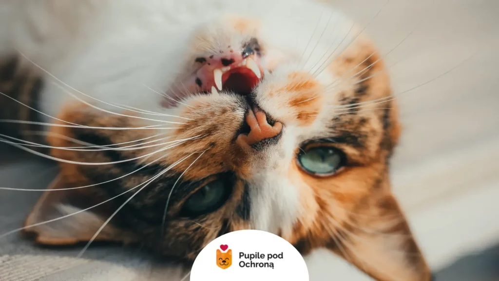 Bliskie ujęcie pyszczka kota z otwartym pyszczkiem. Zobacz, jak silne emocje i stres u kota wpływają na jego mimikę.