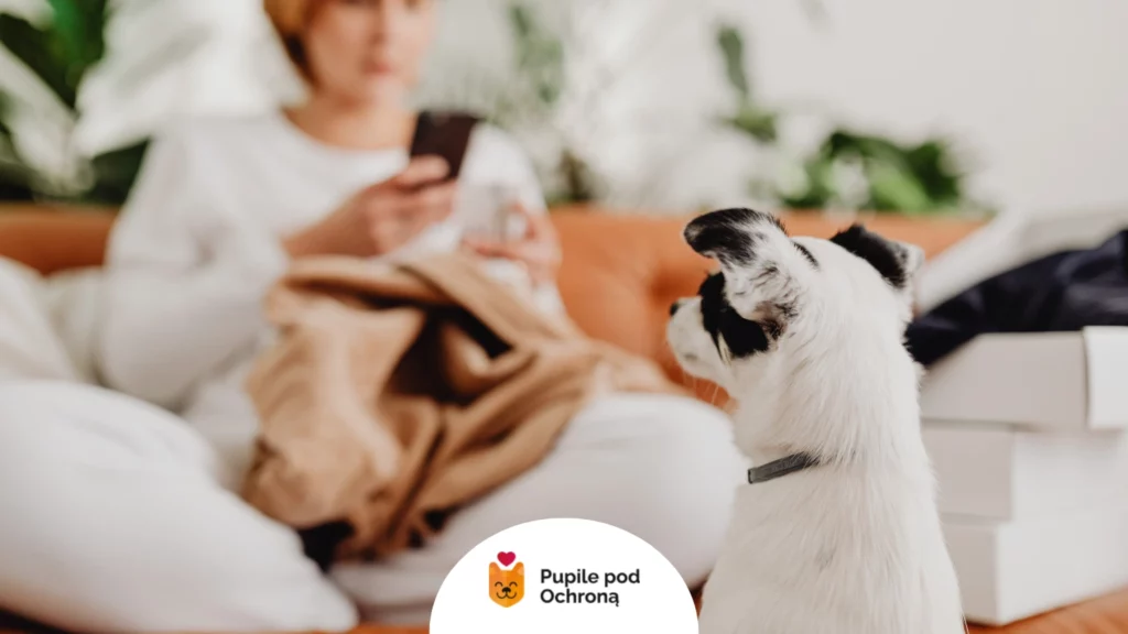 Mały pies ze schroniska z opiekunką w domu na kanapie.