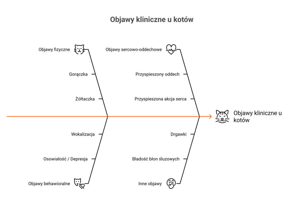 Infografika przedstawiająca behawioralne i fizyczne objawy kliniczne cytaukszoonozy u kota.