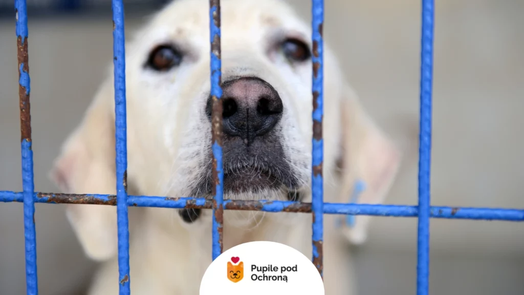 Zbliżenie na pysk biszkoptowego psa za niebieskimi kratami. Formalna adopcja psa obejmuje określone procedury bezpieczeństwa.