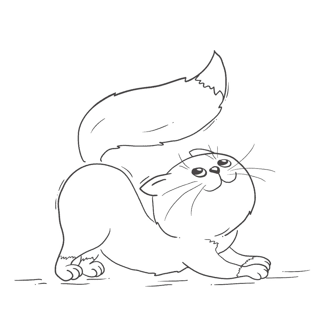 gif kotka z ruchomym ogonem po aplikacji fiprex duo