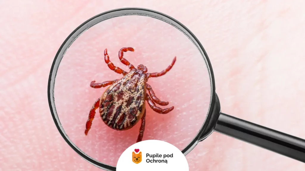 Zbliżenie na kleszcza pod lupą – sprawdź, kiedy dokładnie zaczyna się sezon na kleszcze.