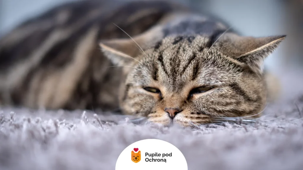 Odpoczywający bury kot, u którego może rozwijać się białaczka u kota.