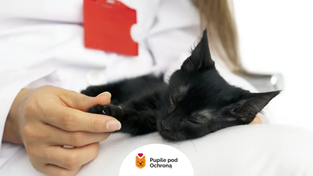 Lekarz weterynarii trzymający małego czarnego kotka podczas diagnozowania choroby, jaką jest koci katar.