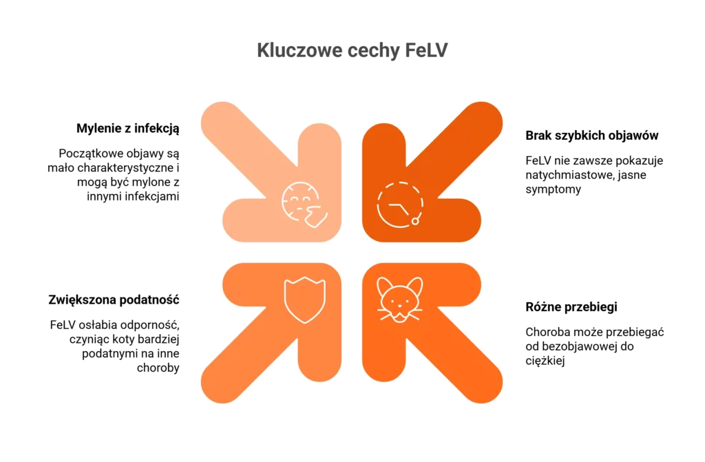 Infografika przedstawiająca główne cechy wirusa FeLV i to, jak rozwija się białaczka u kota.