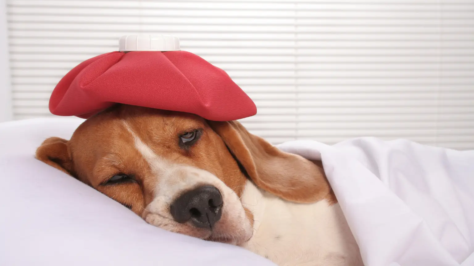 Smutny pies rasy beagle z czerwonym termoforem na głowie – anemia u psa
