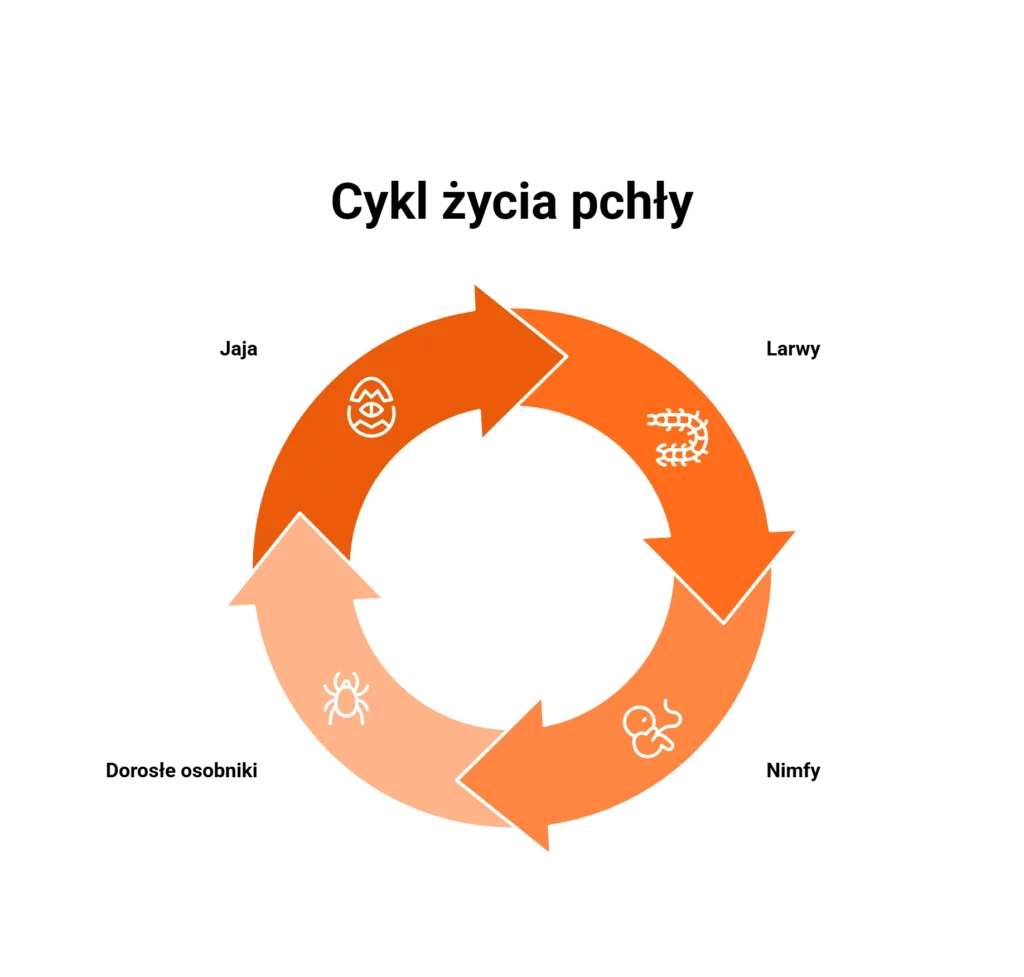 cykl życia pchły - infografika