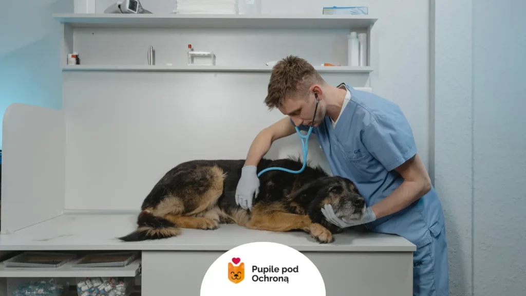Lekarz weterynarii badający stetoskopem leżącego owczarka – proces leczenia anemii u psa.