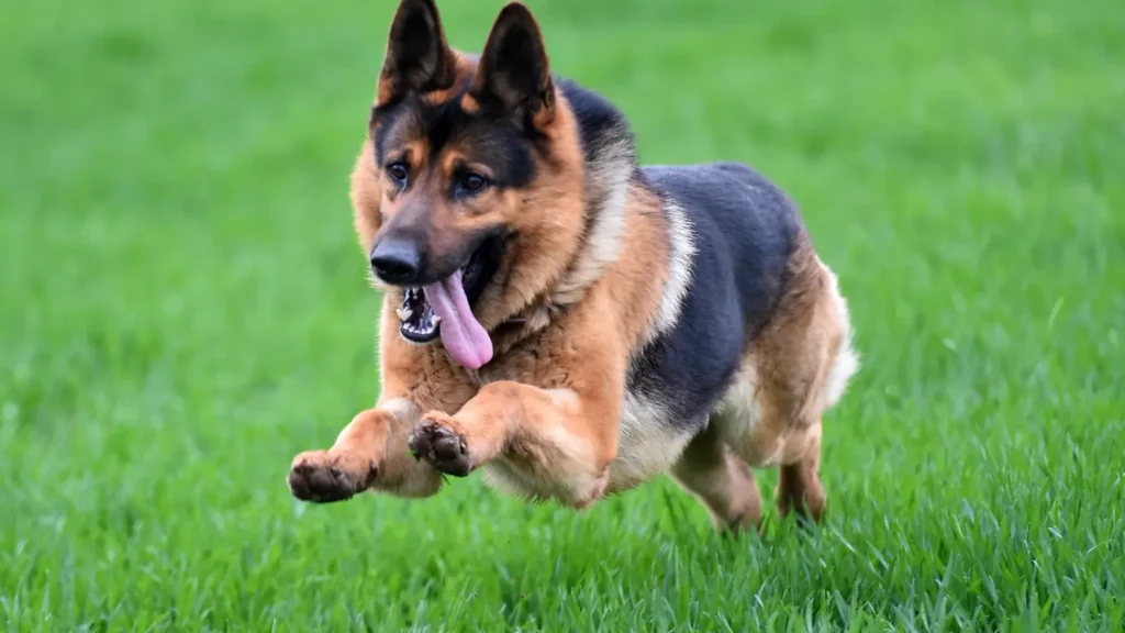 Owczarek alzacki – poznaj rasę