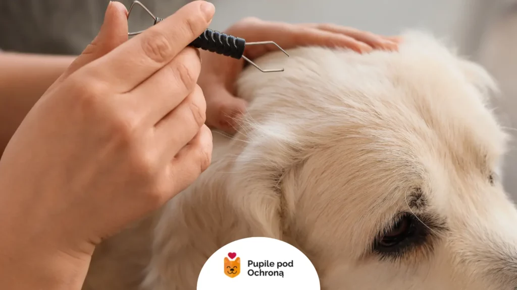 Prawidłowe usuwanie kleszcza u psa kleszczołapką, gdy trwa sezon na kleszcze.