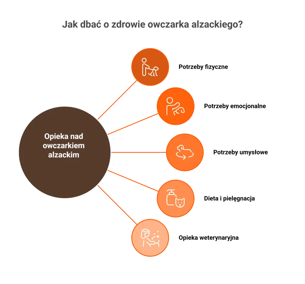 Schemat opieki nad zdrowiem owczarka alzackiego: dieta, ruch i lekarz weterynarii