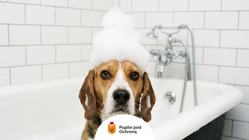 Pies rasy beagle z pianą na głowie podczas kąpieli, która pomaga wyeliminować dorosłe pchły u psa.