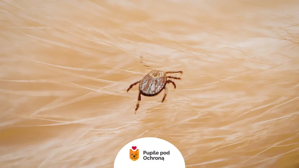 Pasożyt wędrujący po jasnej sierści zwierzęcia – profilaktyka i ochrona przed kleszczami u psa.
