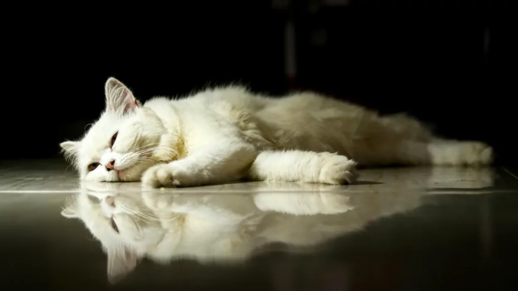 Koci katar – objawy, leczenie, profilaktyka