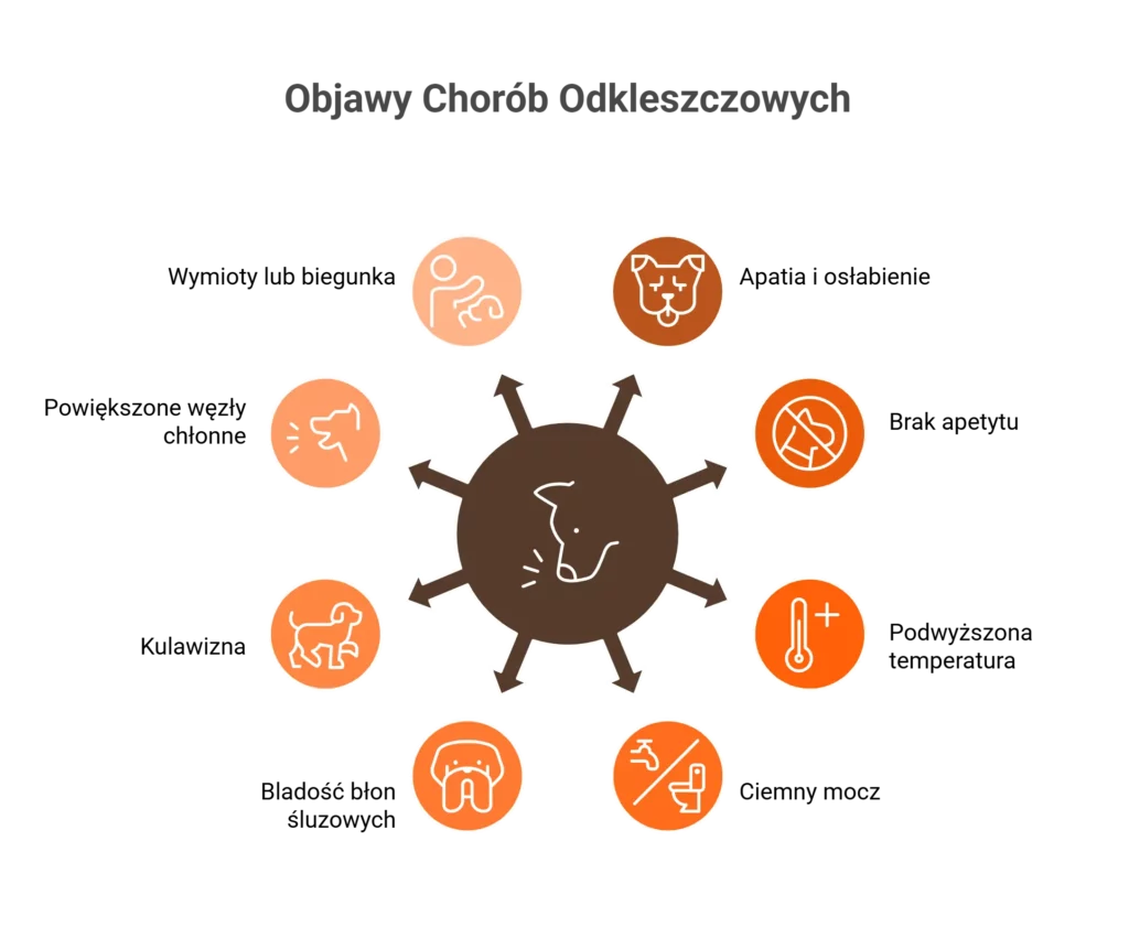 Grafika prezentująca objawy chorób, które niesie sezon na kleszcze u psów i kotów.