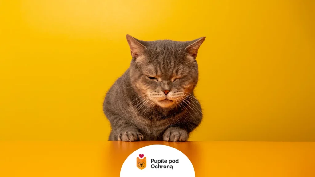 Zmęczony kot rasy brytyjskiej z przymrużonymi oczami, co może sugerować zaawansowany koci katar.