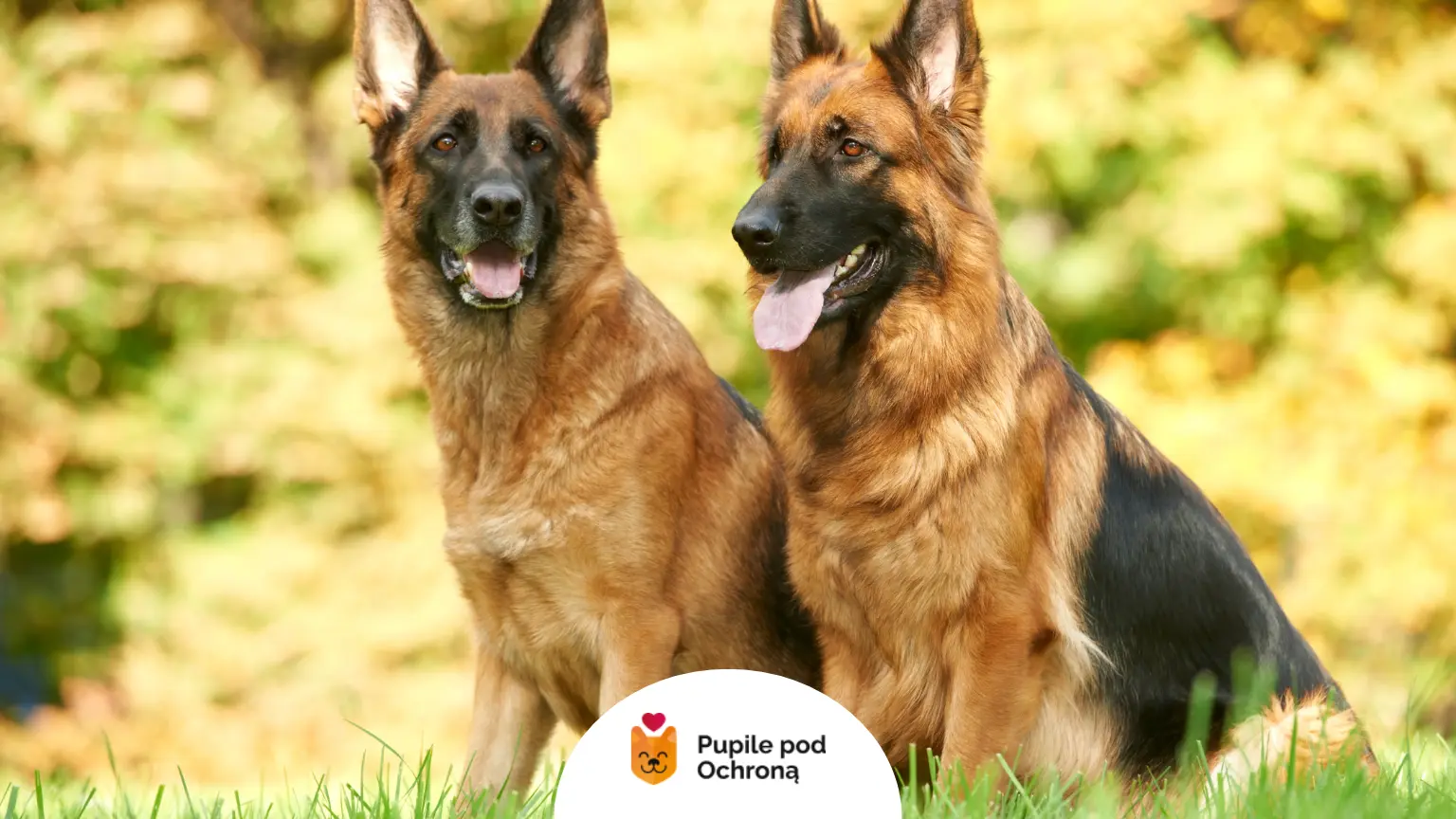 Dwa dorosłe owczarki alzackie o różnym umaszczeniu siedzące na trawie.