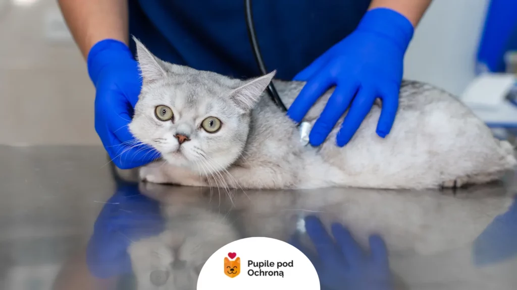 Weterynarz badający kota.