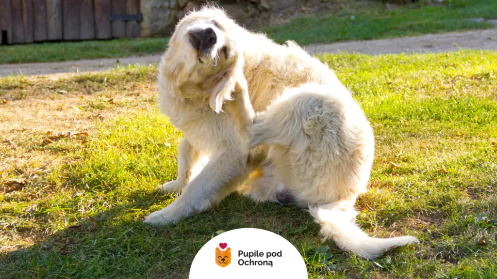 pies drapie się za uchem na zielonej trawie, co mogą powodować niewidoczne gołym okiem pchły u psa.