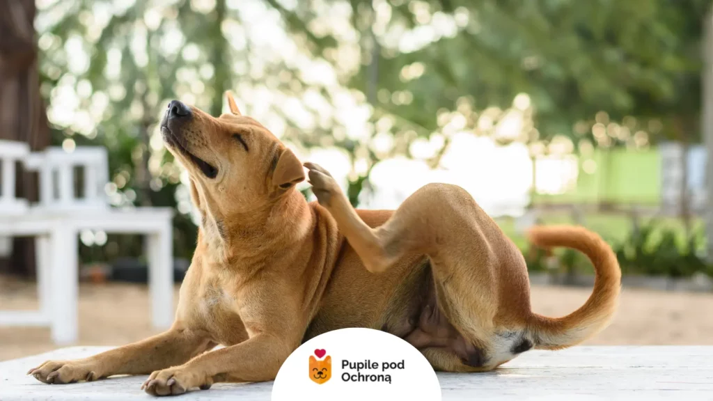 Brązowy pies siedzi na tarasie i drapie się tylną łapą po karku, co wskazują pchły u psa i ich uporczywa obecność.