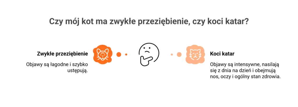 Infografika porównująca zwykłe przeziębienie u kota z poważną infekcją dróg oddechowych, jaką jest koci katar.