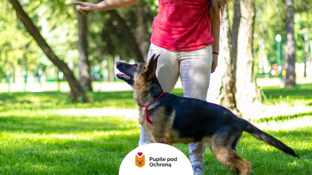 Owczarek alzacki podczas treningu posłuszeństwa z opiekunką w parku.