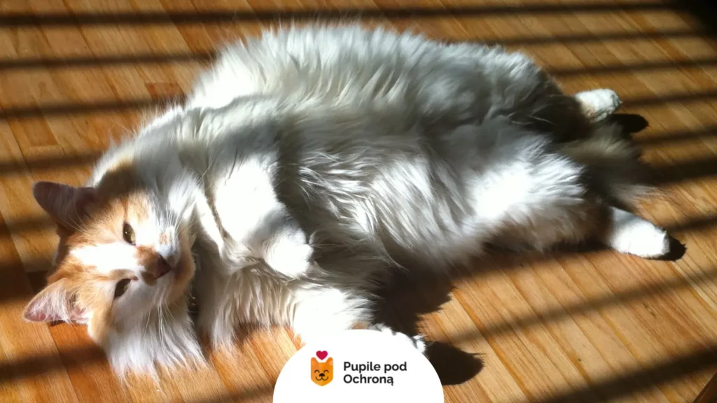 Puszysty turecki van odpoczywający na podłodze w promieniach słońca, pokazujący puszysty brzuch.