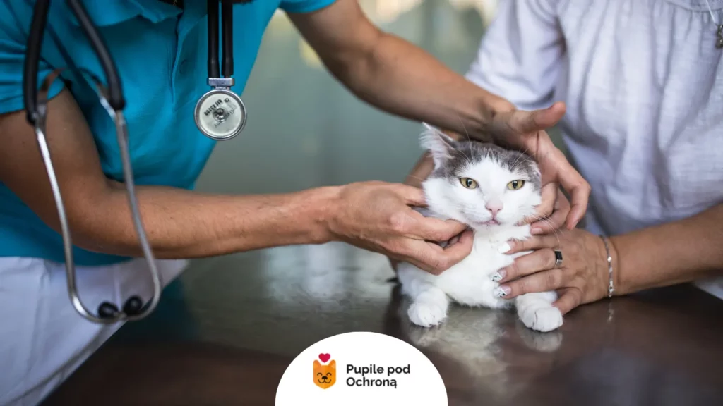 Lekarz weterynarii badający głowę i oczy kota, przygotowując odpowiednie leczenie na koci katar.