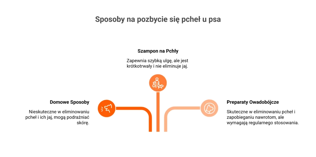 jak pozbyć się pcheł u psa infografika