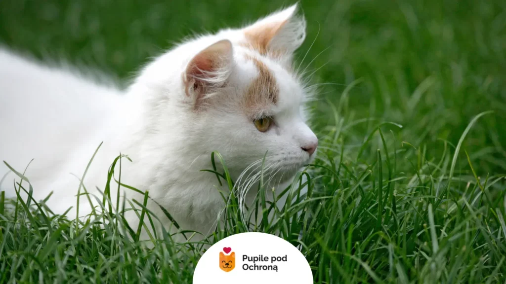 Biało-rudy turecki van leżący w gęstej zielonej trawie w świetle dziennym.