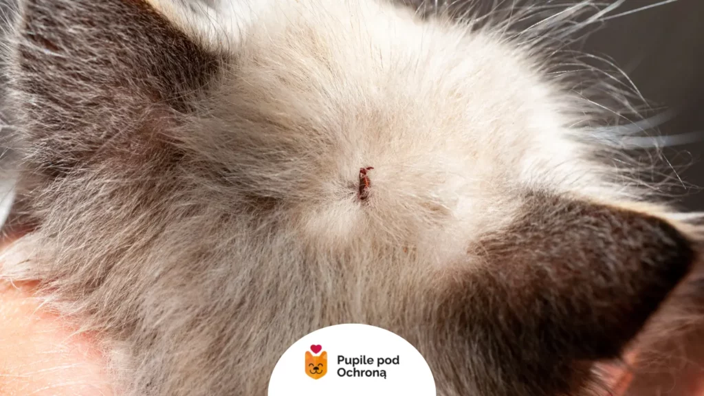 Kleszcz wbity w skórę kota blisko ucha – dlaczego stała ochrona przed kleszczami jest kluczowa dla zdrowia.