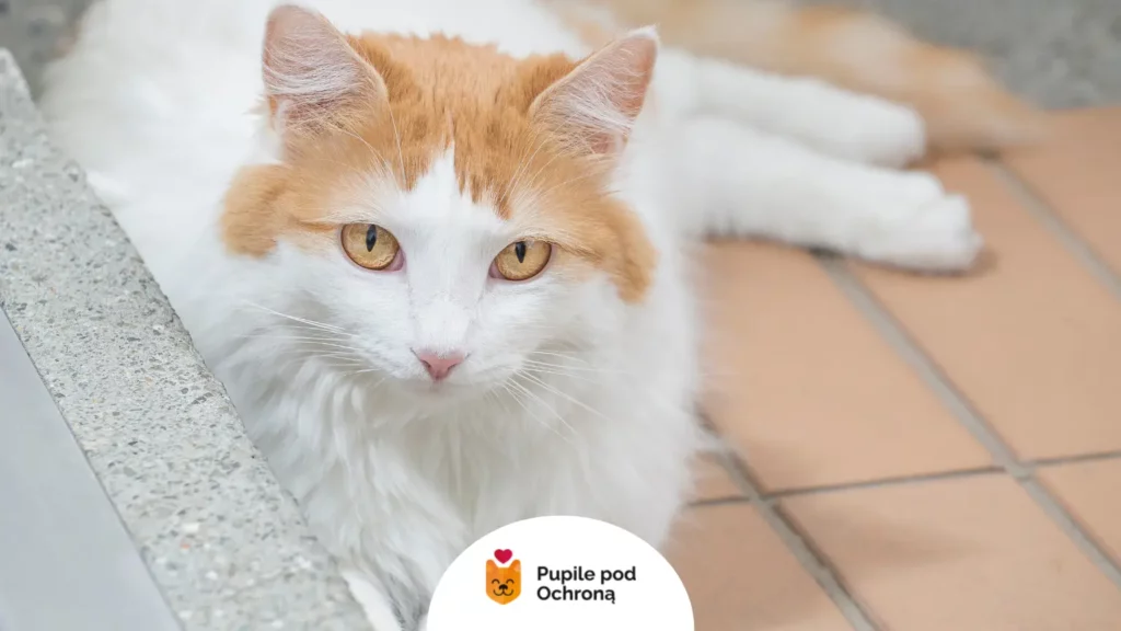 Portret z bliska rasy turecki van z widocznymi miodowymi oczami i rudym znaczeniem na czole