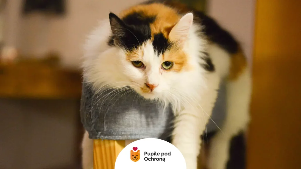 Smutny kot o długiej sierści siedzący na drapaku, u którego może występować bolesny koci trądzik.