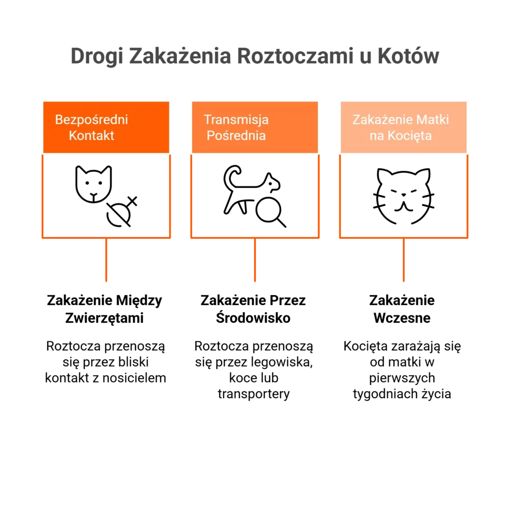 Infografika prezentująca trzy główne drogi zakażenia, którymi przenoszą się roztocza u kota.