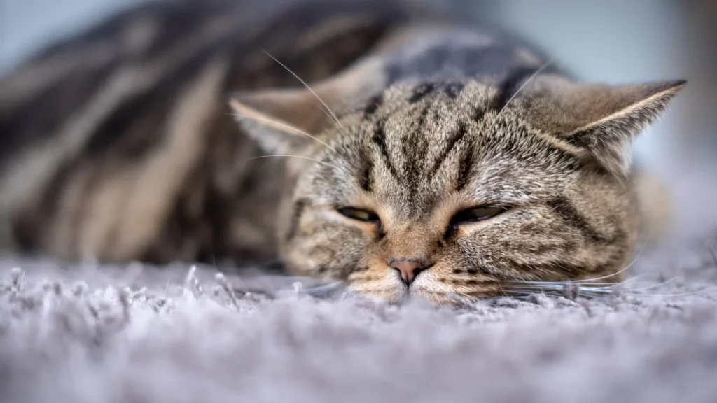 Koci trądzik. Co&nbsp;to&nbsp;jest, jak wygląda i&nbsp;jak go&nbsp;leczyć?