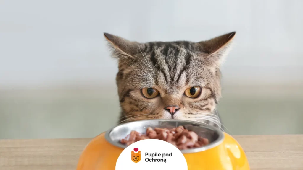 Kot zaglądający do miski z jedzeniem – czystość naczyń pomaga ograniczyć nawracający koci trądzik.