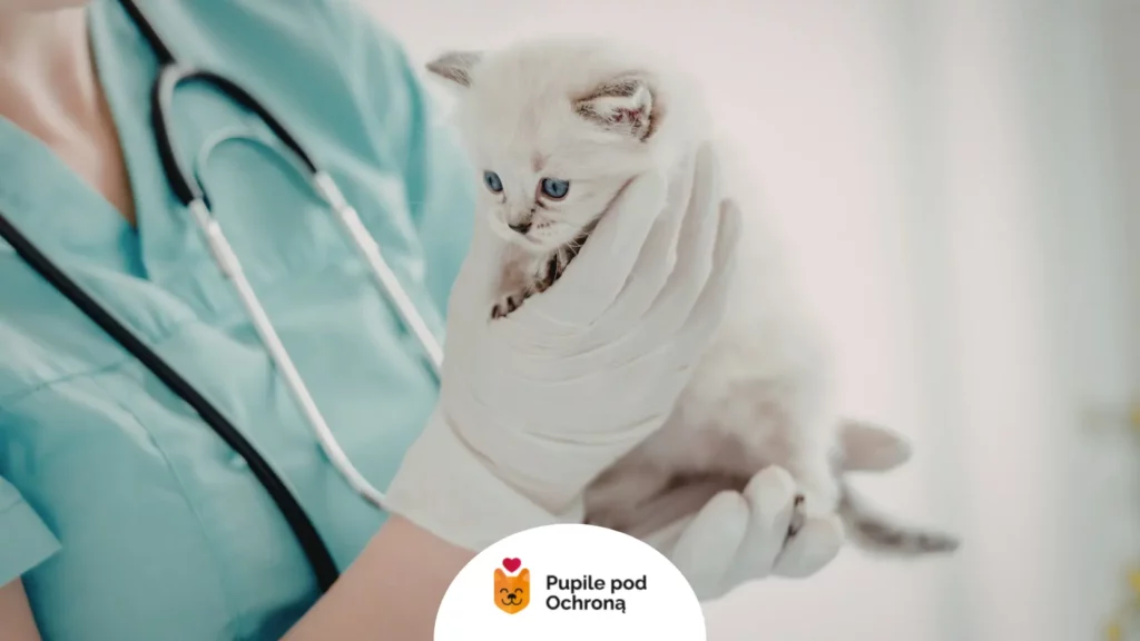 Lekarz weterynarii trzymający małego białego kotka, przeprowadzający badanie pod kątem choroby, jaką jest koci trądzik.