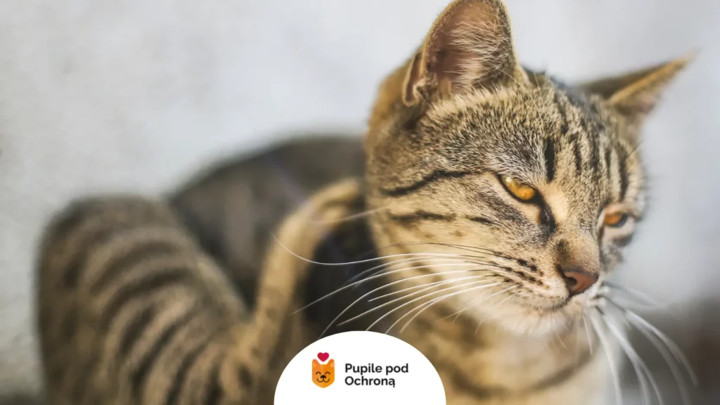 Kot domowy intensywnie drapiący się łapą po głowie, co mogą powodować roztocza u kota.