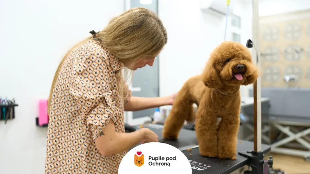 Groomer pielęgnujący brązowego pudla – profesjonalna higiena u psa i strzyżenie.