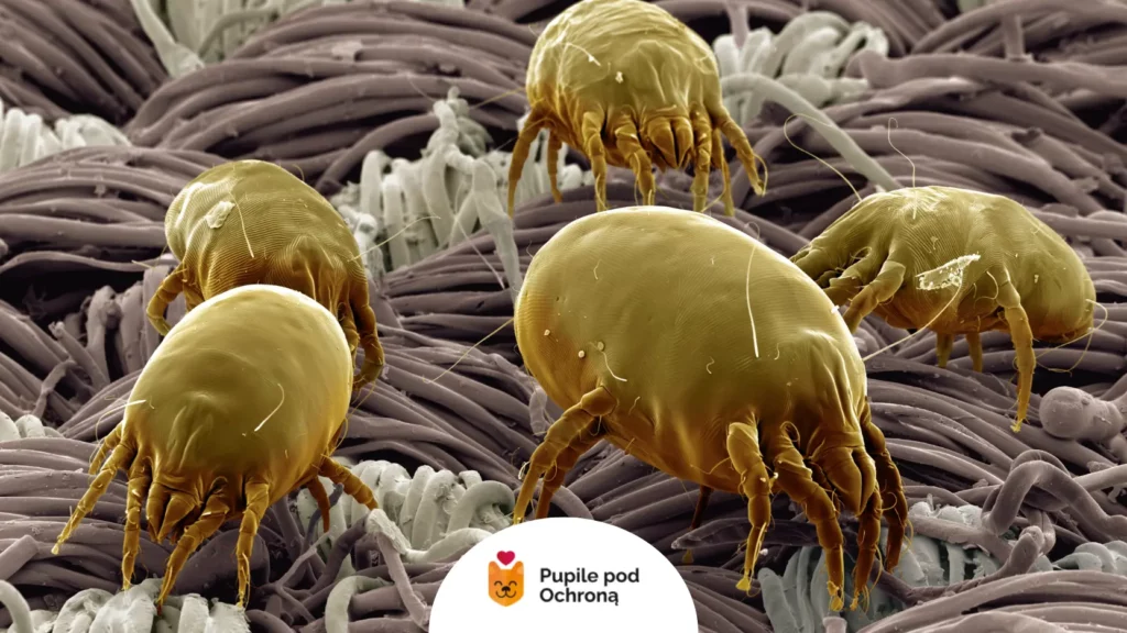 Wygląd roztoczy usznych u kota pod mikroskopem