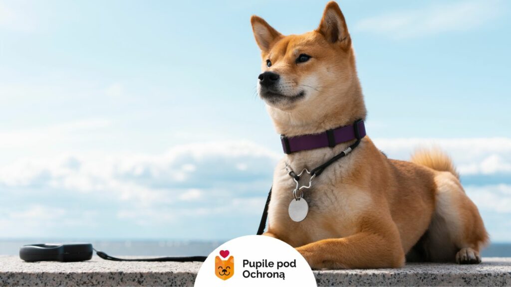 leżący pies koloru rudego z chmurami w tle, patrzący w lewą stronę