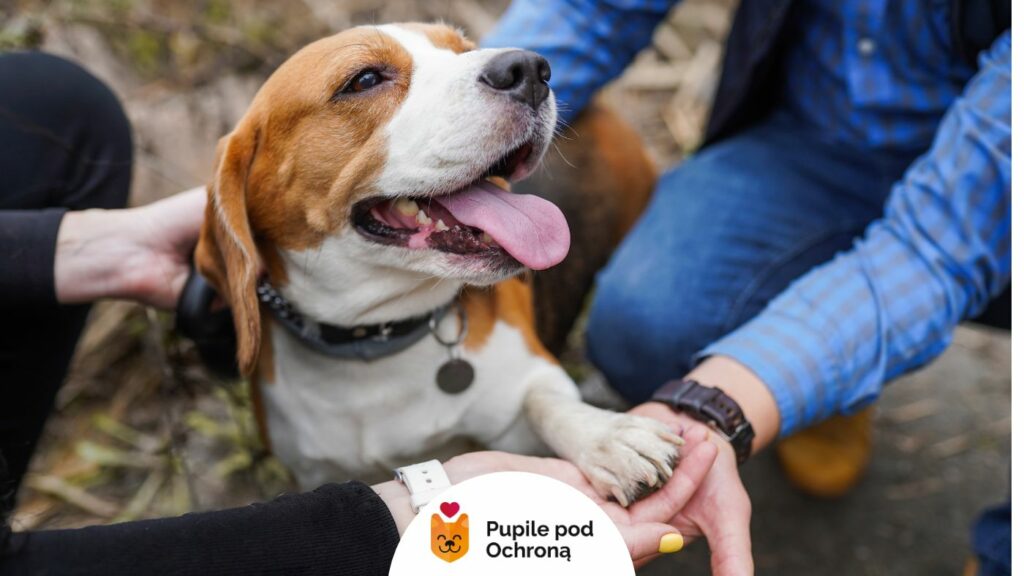 brązowo biały pies z językiem na wierzchu i łapą trzymającą w górze