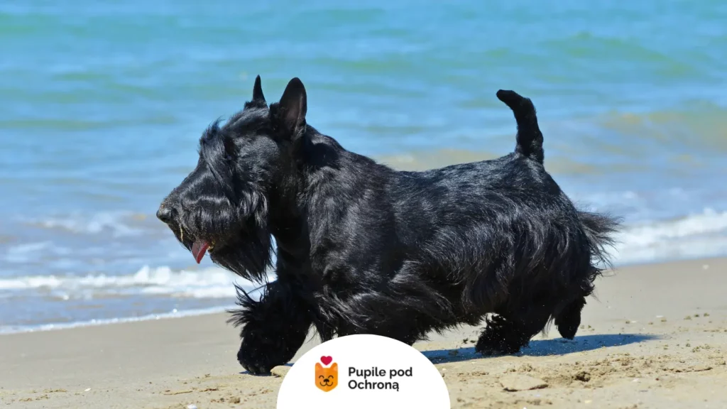 Czarny terrier szkocki biegnący po piaszczystej plaży