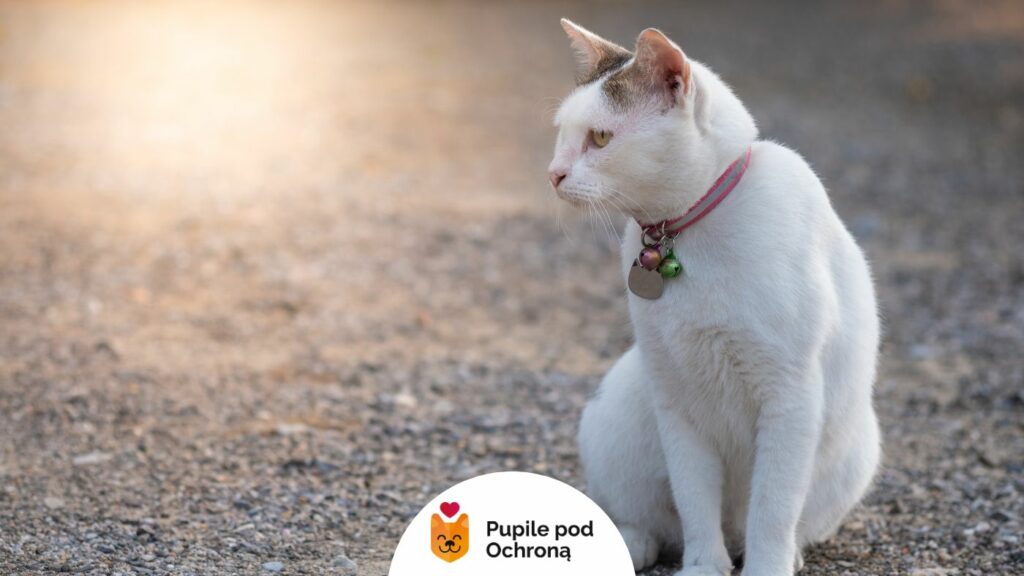 biały kot z ciemnymi uszkami, siedzący na ziemi patrząc w lewą stronę